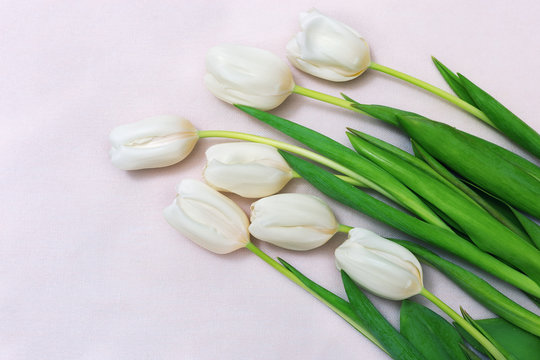 Bouquet of fresh white tulips lying on a light tablecloth. Greeting card and copy space. Free place for your text. Cut beautiful flowers. Spring floral postcard for celebrating.