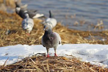 The dove at the spring thaw