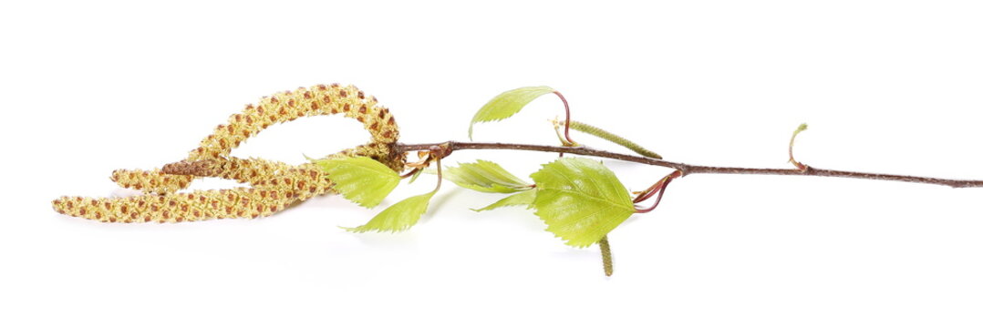 Birch tree catkin twig, betula pendula ament stem , young spring leaves, isolated on white
