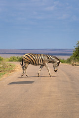 Fototapeta na wymiar Zebra crossing the Street in Kruger Park, South Africa, Africa