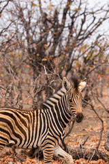 Close-Up of Baby Zebra in Savannah, South Africa, Mapungubwe Park, Africa