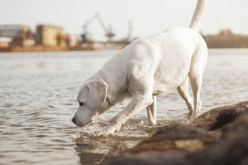 Obraz na płótnie Canvas labrador retriever hund am wasser beim Trinken