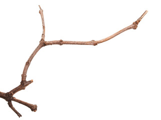 Dry lilac branches isolated on white background