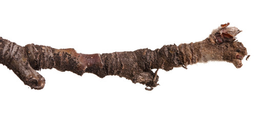 Dry branches of a pear tree isolated on a white background