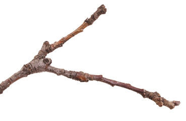 Dry branches of a pear tree isolated on a white background