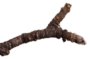 Fototapeta premium Dry branches of a pear tree isolated on a white background