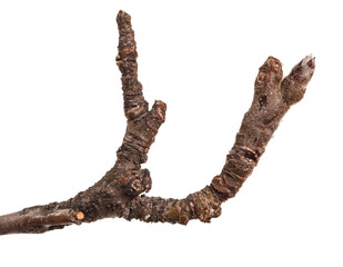 Dry branches of a pear tree isolated on a white background