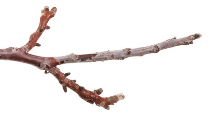branch of walnut with unblown kidneys. Isolated on white background