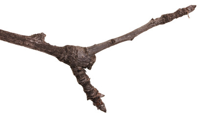 Dry branches of a pear tree isolated on a white background