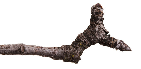 Dry branches of a pear tree isolated on a white background