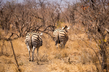 Obraz na płótnie Canvas Two Plains Zebras Running away in Savannah, South Africa, Mapungubwe Park, Africa
