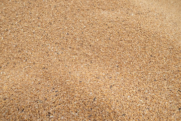 Ripe wheat after harvest