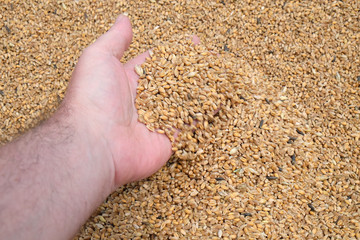 Hand holding golden wheat seed