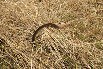Fototapeta premium Sickle and wheat