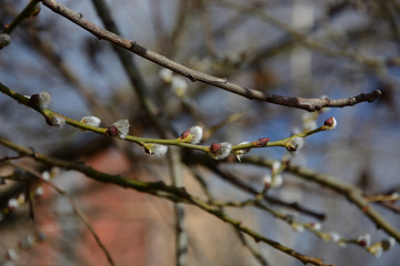 Spring came and the buds blossomed