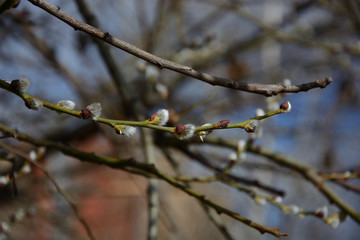 Spring came and the buds blossomed