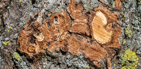 Baumborke mit Flechten