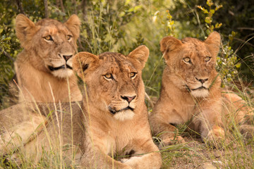 Obraz na płótnie Canvas Three sub adult lions looking into the bush with interest.