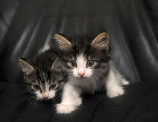 Two kittens on a black background