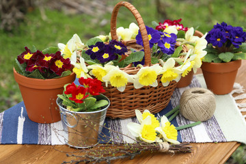 Fototapeta na wymiar Wicker basket with narcissuses. Bright primroses in terracotta pots and a metal bucket. Spring decoration. 