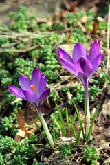 Krokusse