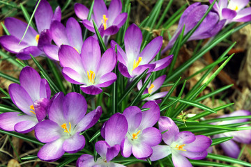 Krokusse