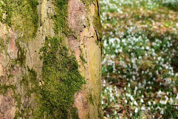 Amazing blooming snowdrops in tree trunk.