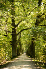 Fototapeta premium Baumallee