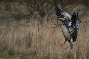 Greylag goose (Anser anser)