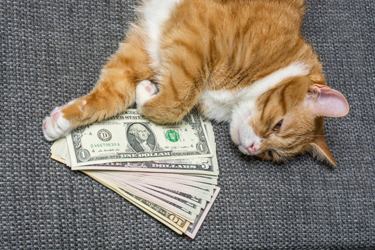 Red cat lying on the couch with a bundle of money 