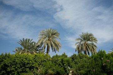 Fototapeta na wymiar Palm trees and blue sky background