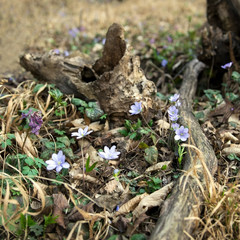 Cornflowers high near wooden trunk in spring