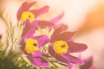 Beautiful pasque flower in soft sunset light for wallpaper or cover, nature spring background