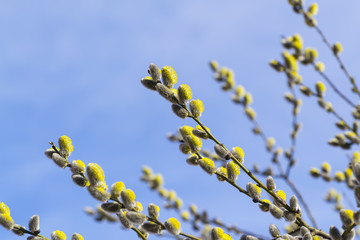 Willow branches against the blue sky