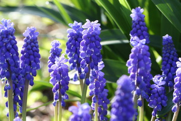 muscari