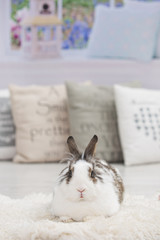 Easter little bunny sitting on lambskin indoors.