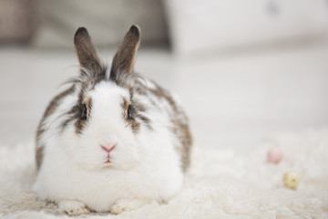 Easter little bunny sitting on lambskin indoors.