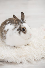 Easter little bunny sitting on lambskin indoors.