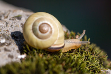 Snail in Shell, Selective Focus