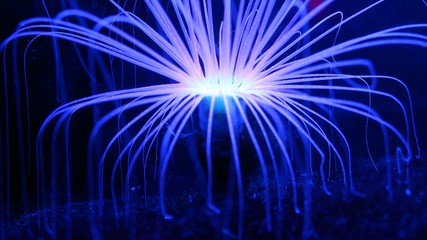 Glowing Blue Deep Sea Coral Reef