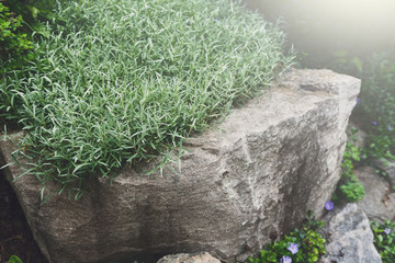 Decorative plant, rosemary herb grows in garden 