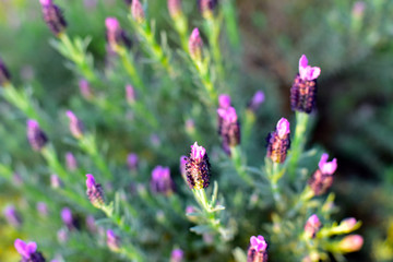 Lavender Flowers