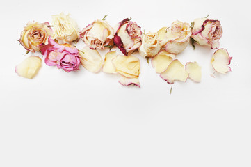 hero website composition roses on the white background, top view, Flat lay.