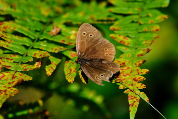 Motyl na paproci © Artur