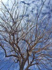 tree branch against blue sky