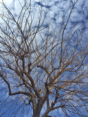 Fototapeta na wymiar tree branch against blue sky