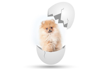 Happy Easter little puppy
