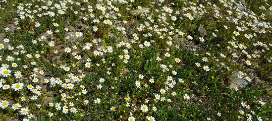 Spring flower daisy