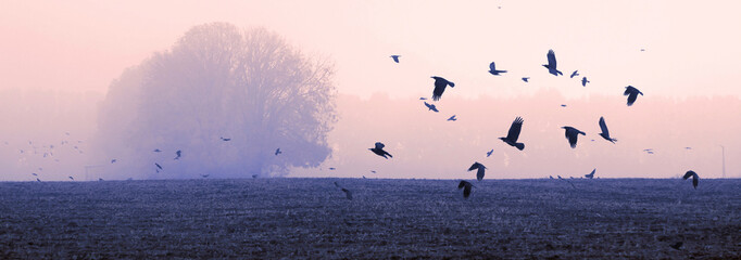 A flock of crows (rooks)