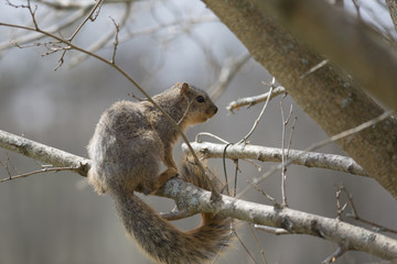 squirrel 4